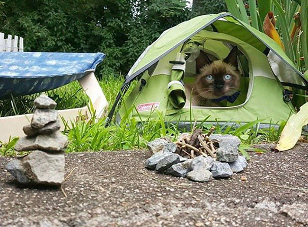 Коты, познавшие жизнь туриста. 43 забавных фото кошек и котов, обожающих походы.