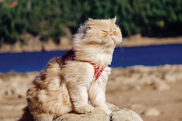 Коты, познавшие жизнь туриста. 43 забавных фото кошек и котов, обожающих походы.
