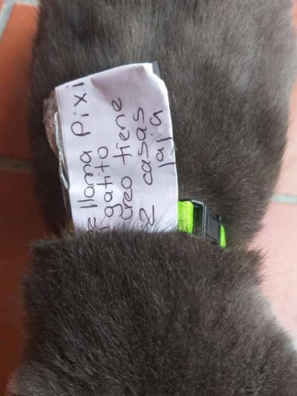 Хозяйка решила узнать, где пропадает ее кот, и записка, прикрепленная к его ошейнику, стала ответом