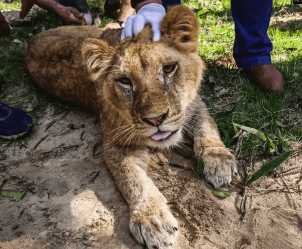 Зоопарк подрезал ногти львенку, чтобы дети могли с ним играться