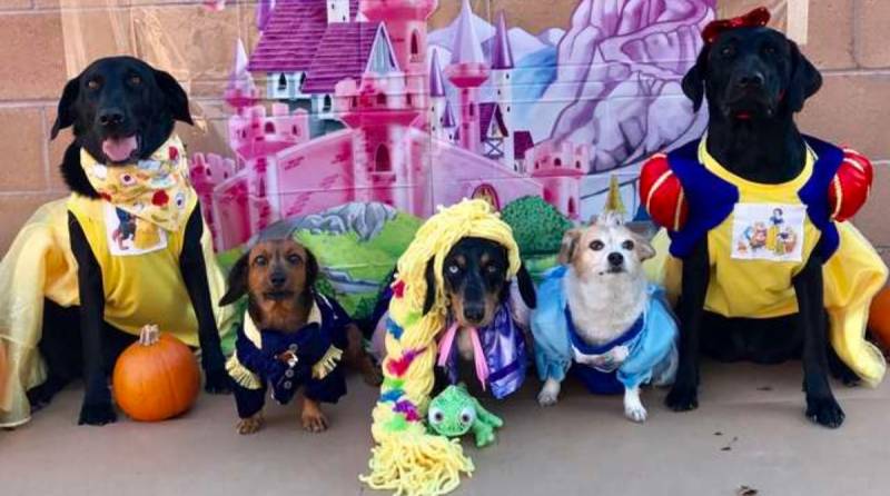 Белоснежка и 7 псов: хозяйка собак придумала, как нарядить их на Хэллоуин