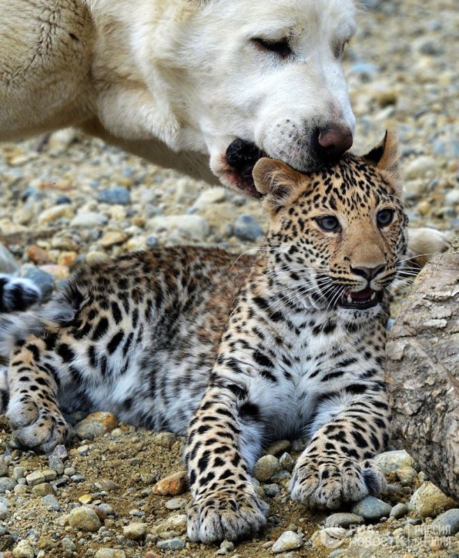 Детеныша леопарда воспитывает овчарка
