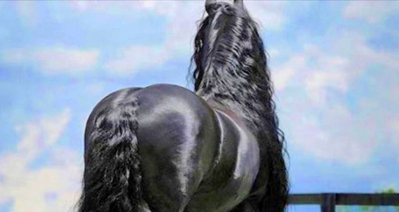 Этот конь покорил сердца миллионов пользователей Сети. Самый красивый конь в мире