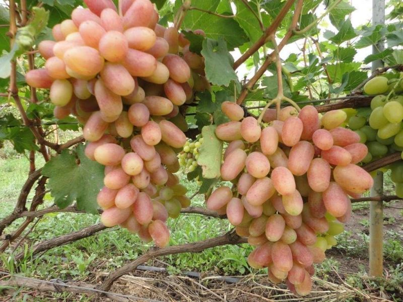Как я выращиваю крупный виноград ( до 800 г на грозди )
