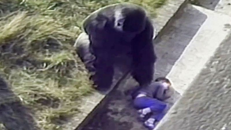 Ребёнок упал в вольер с гориллами. Пока спасатели спешили на помощь, к нему подошел огромный самец и… у очевидцев пропал дар речи (видео)