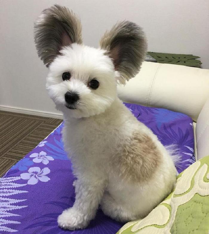 Интернет в восторге от этой очаровательной собачки с ушами, как у Микки-Мауса