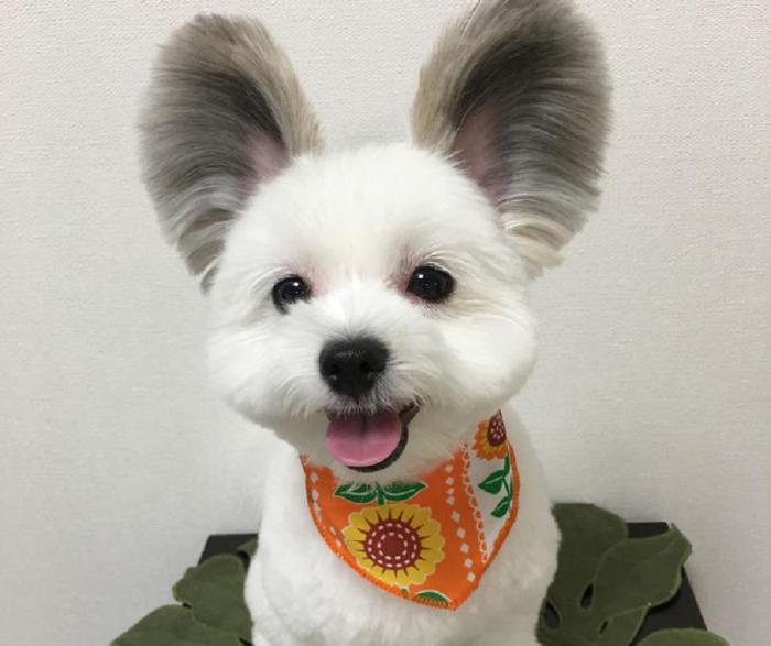 Интернет в восторге от этой очаровательной собачки с ушами, как у Микки-Мауса