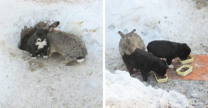 Этот ушастый товарищ доказал, что кролик — это не только ценный мех, но и героический спасатель. Для щенков
