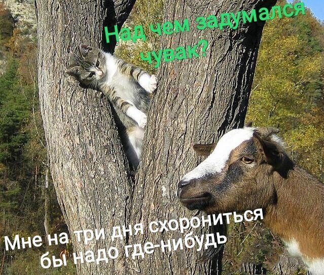 Новые весёлые картинки и фотки