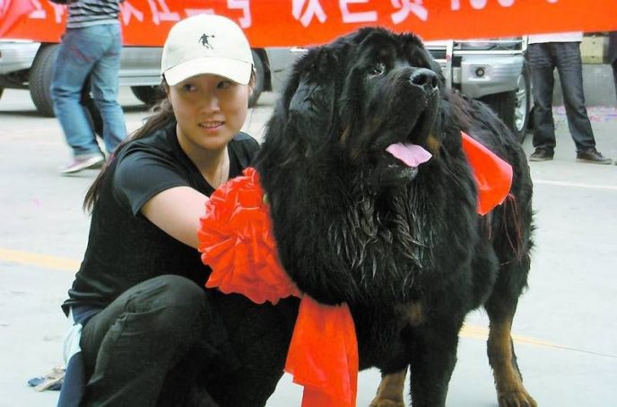 Самая дорогая собака на планете и самая гигантская кошка в мире