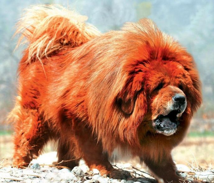 Самая дорогая собака на планете и самая гигантская кошка в мире
