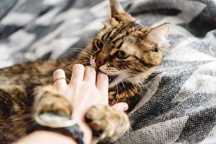 Чем опасны кошачьи укусы и что делать, если это случилось