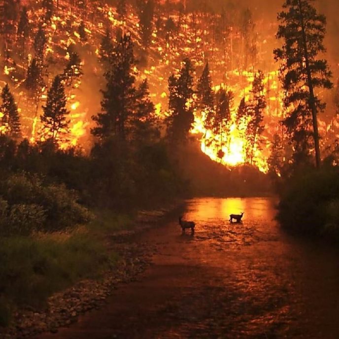 Снимки горящей Сибири всколыхнули сеть. Это трагедия для всего мира!