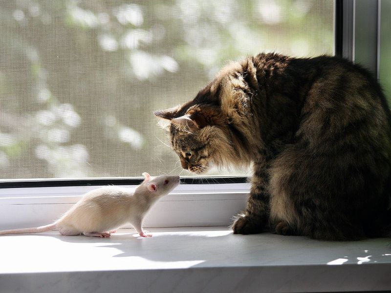 Мышка не может уснуть без кошки