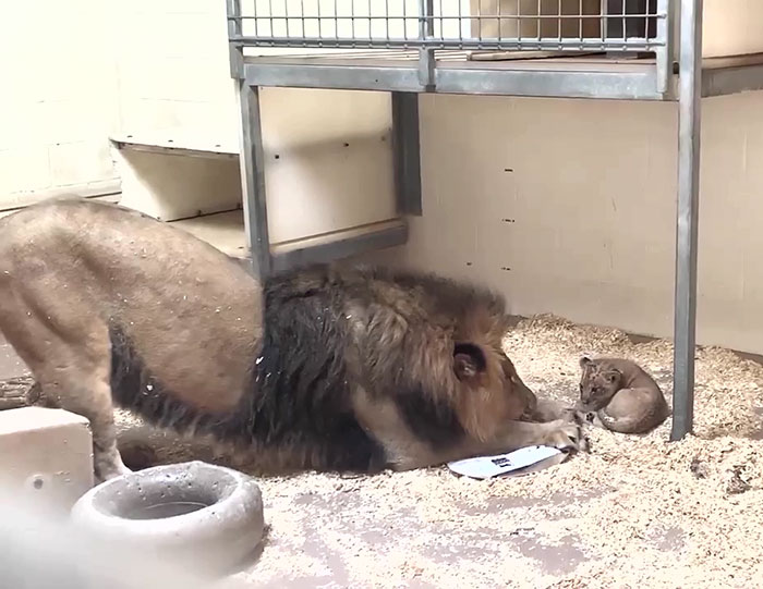 Трогательное видео, как папа-лев впервые встречает своего малыша