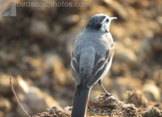 Фотостоки – крупнейшие источники фото-контента в интернете Фотостоки – крупнейшие источники фото-контента в интернете