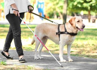Собака поводырь для слепых Собака поводырь для слепых