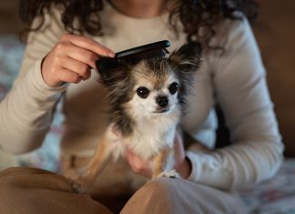 Как научить щенка правильно относиться к уходу за шерстью