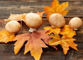 Уникальная энергия грибов: полезные свойства и применение