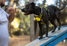 Дрессировка собак с нуля: как научить послушанию и не навредить