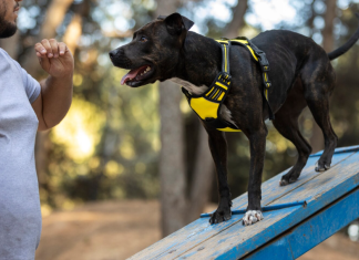 Дрессировка собак с нуля: как научить послушанию и не навредить
